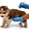 Změna termínu očkování psů - nový termín 14.10.2023! 1